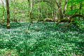 Bluebells and wild garlic in Rossmore Forest Park - May 2017 (22)